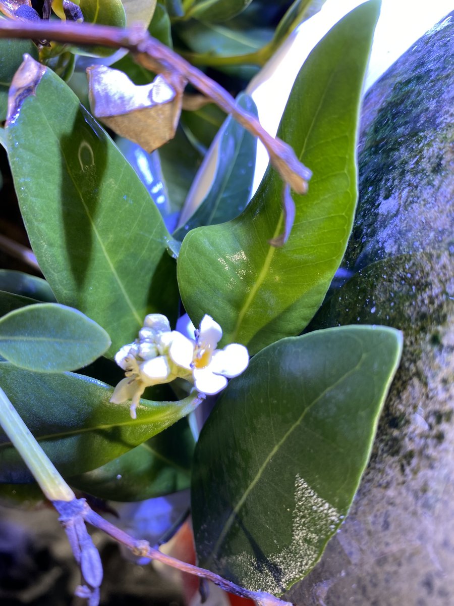 IMG_4915.jpeg