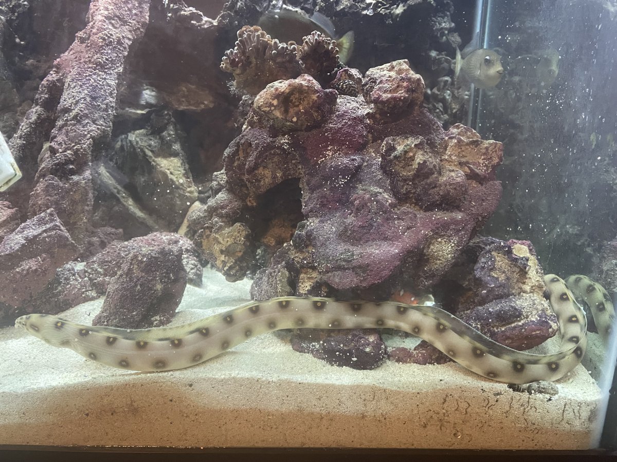 QUESTION OF THE DAY - Marine marvels: Do you keep uncommon fish in your ...