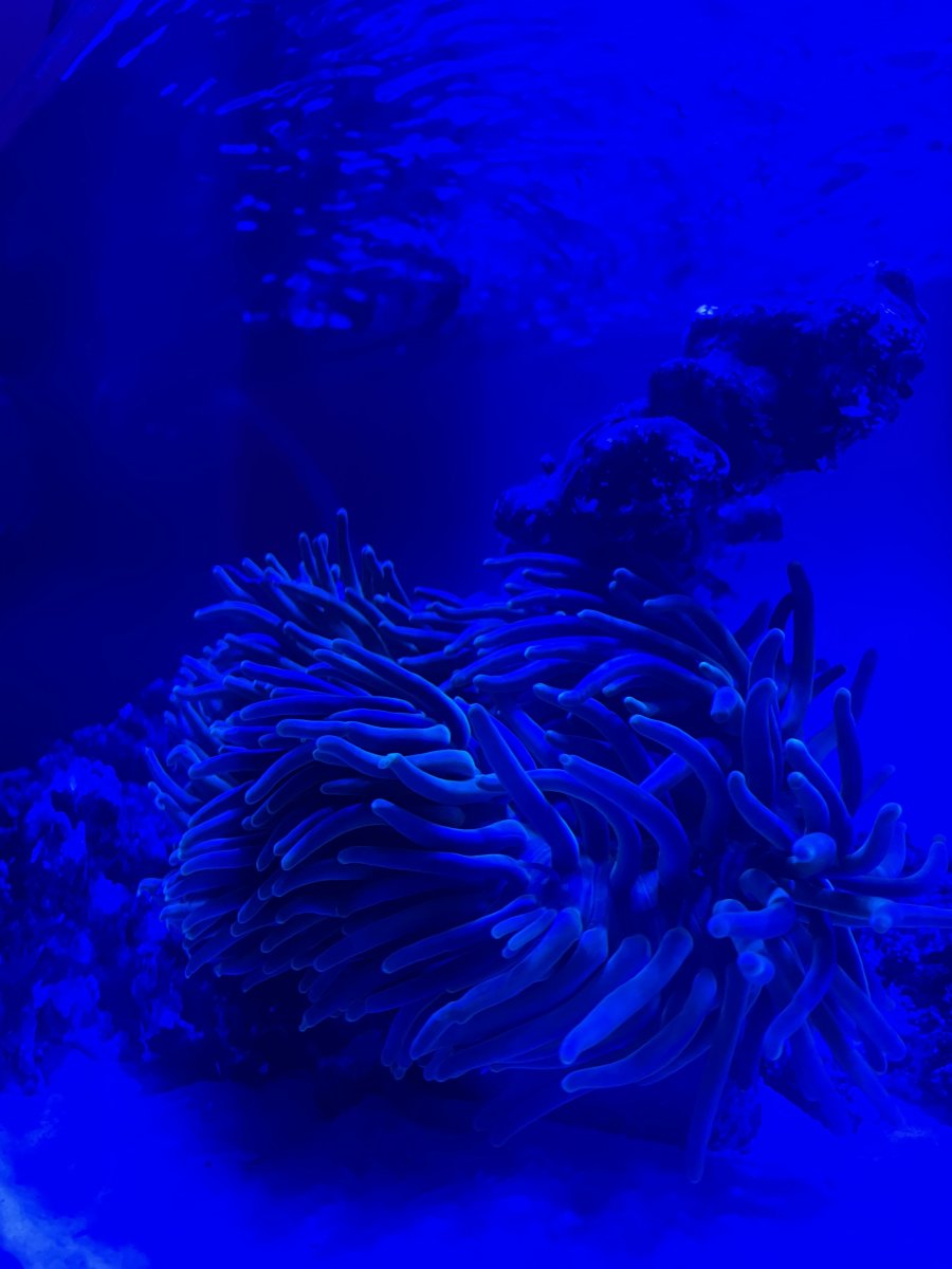 IMG_4921.jpeg