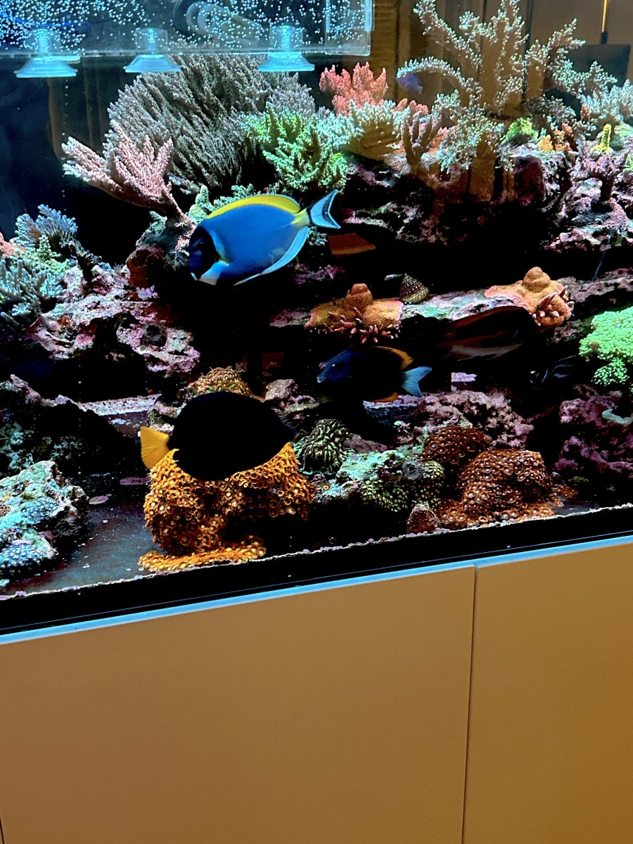 Reef clearance shop