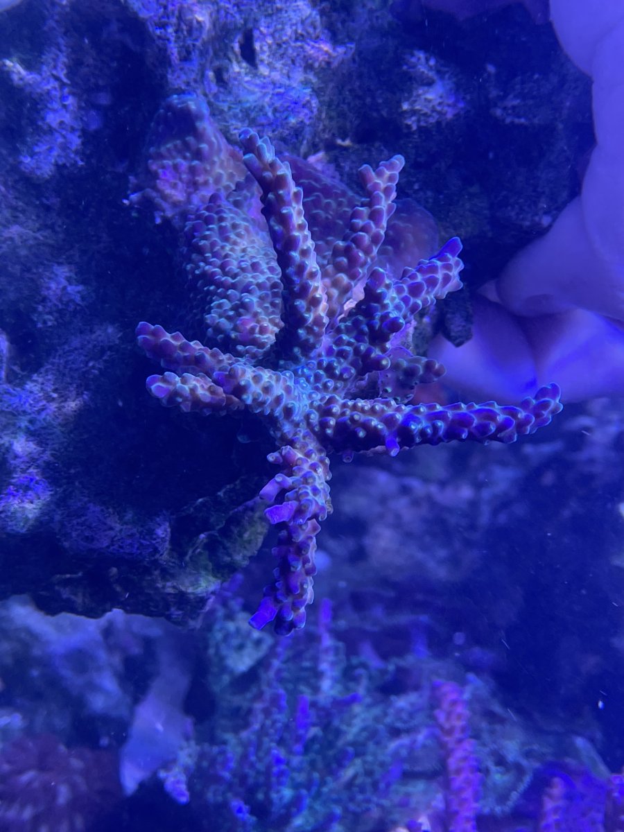 FSOT Acro mini colony on rock | Reef2Reef