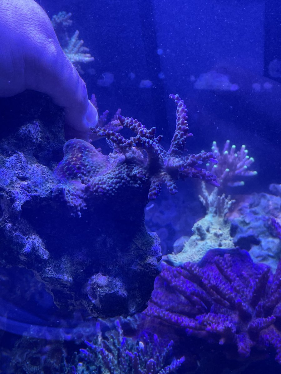 FSOT Acro mini colony on rock | Reef2Reef
