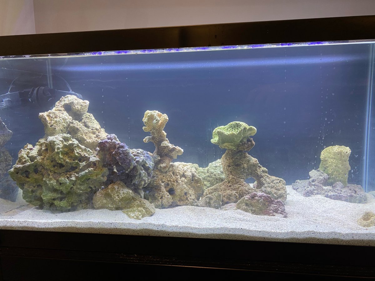 hair on rocks? | Reef2Reef