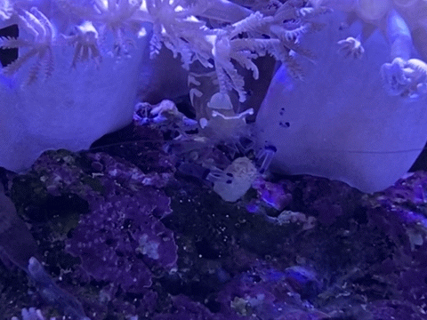 IMG_4984.GIF