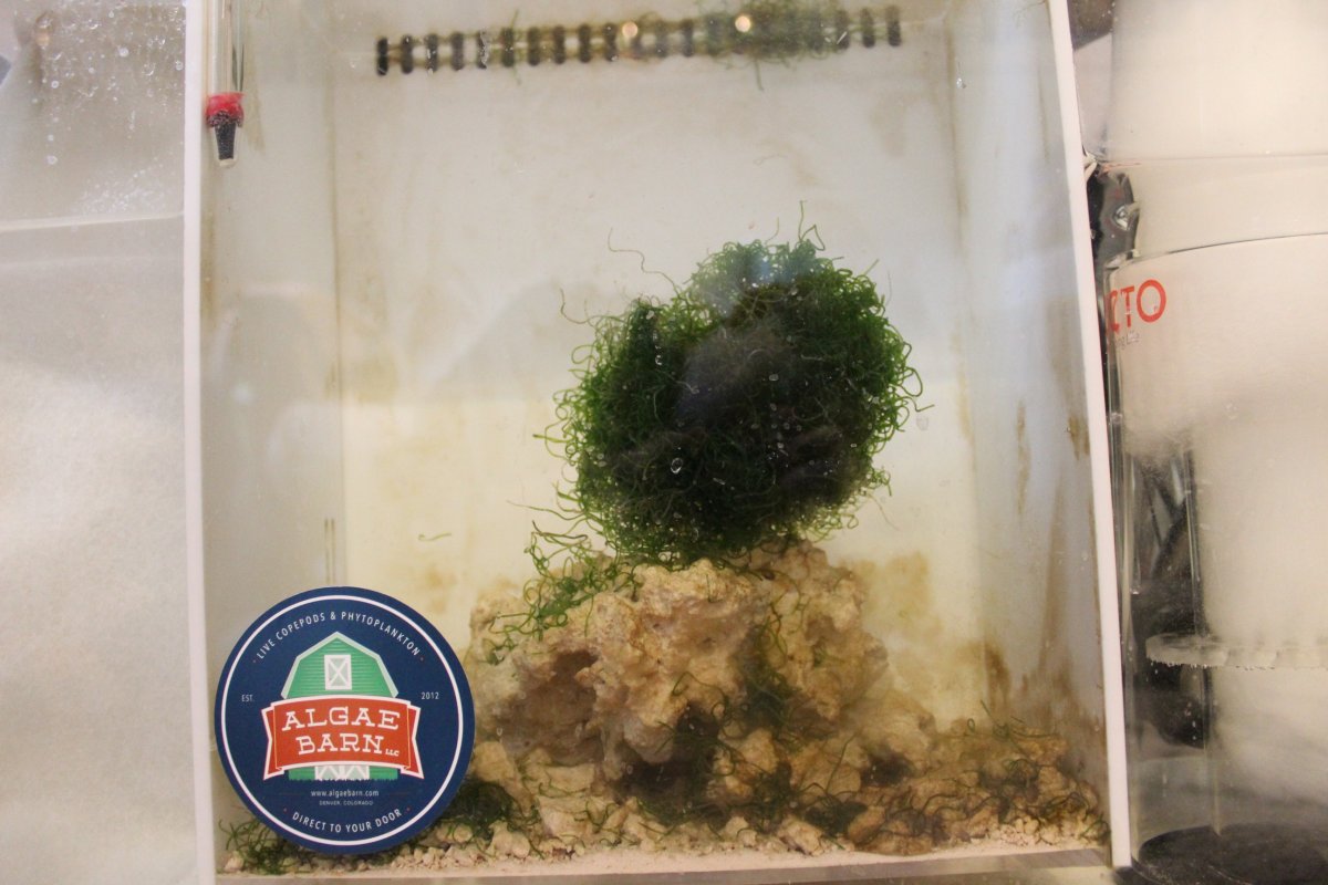Chaeto not growing | Reef2Reef