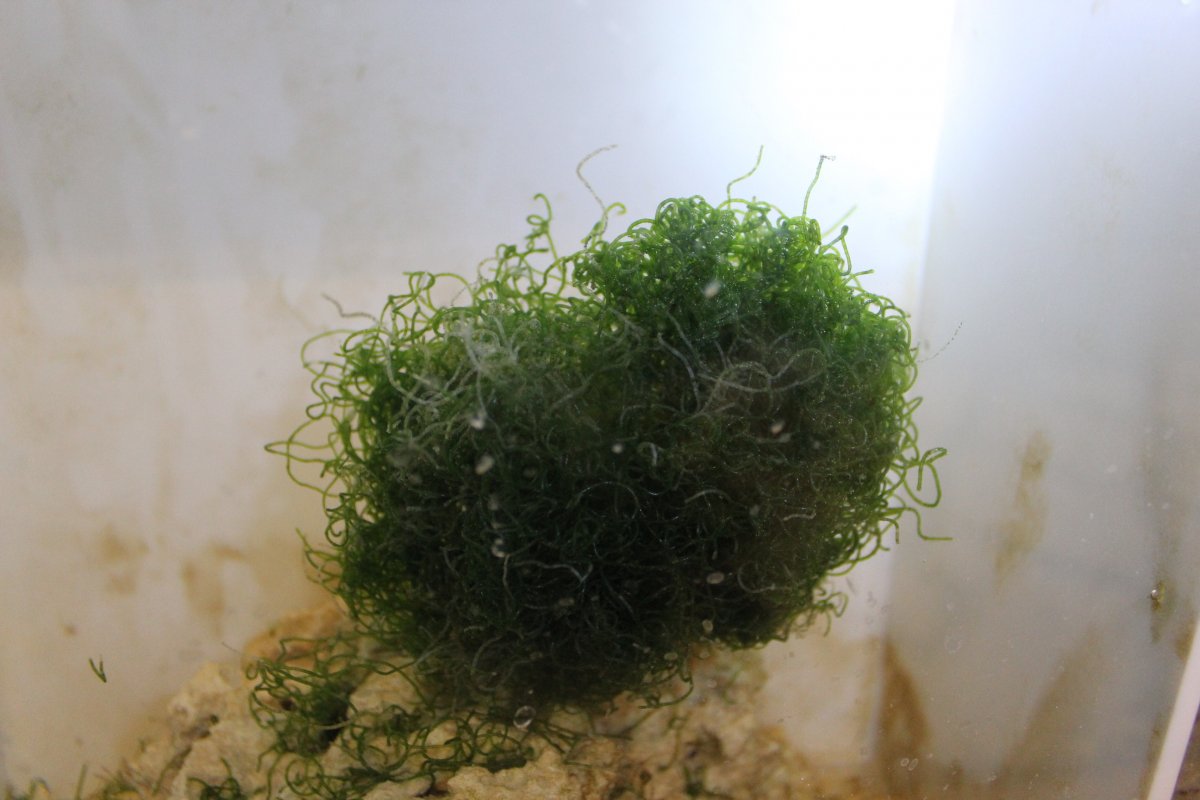 Chaeto dying please help | Reef2Reef