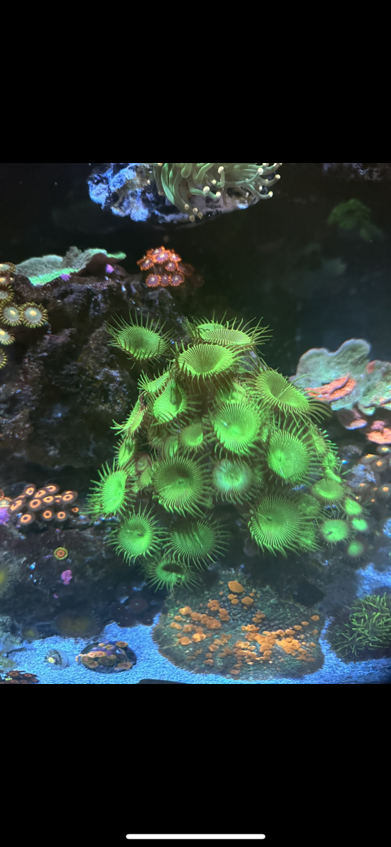 New York - Live Goods - 5 ZOA COLONIES!!! | Reef2Reef