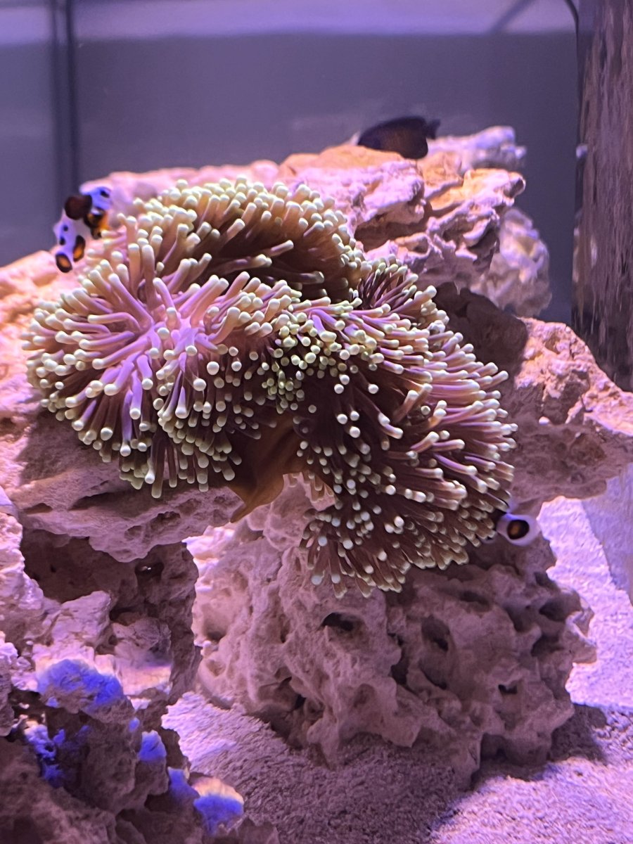 Ritteri Recovery – Big tank you to OrionN | Reef2Reef