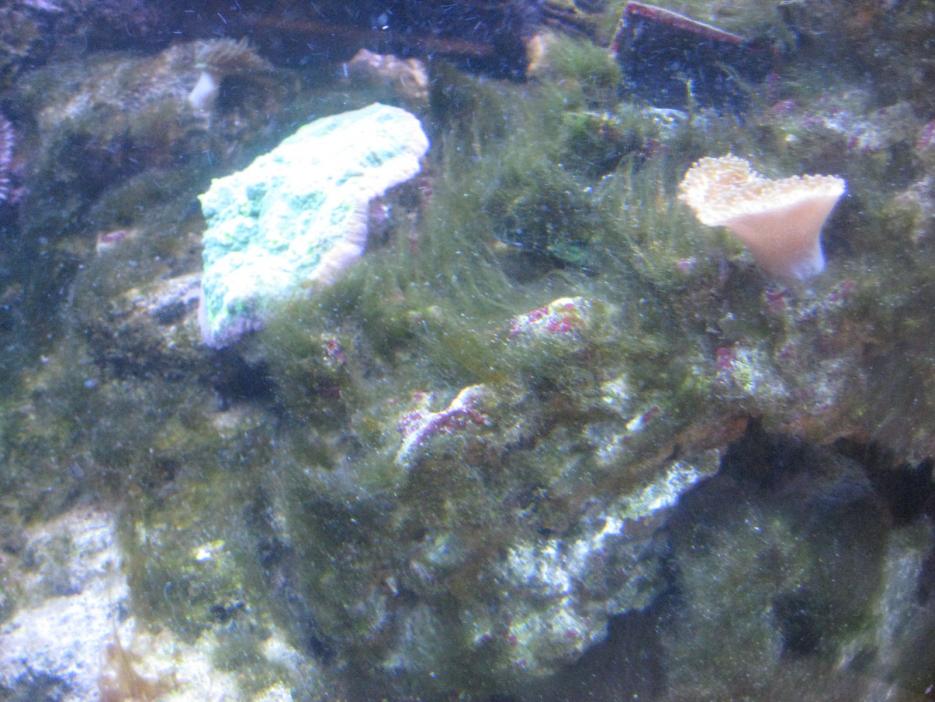 Problems With Green Hair Algae Reef2reef Saltwater And Reef Aquarium Forum,Crockpot Pulled Pork Recipe
