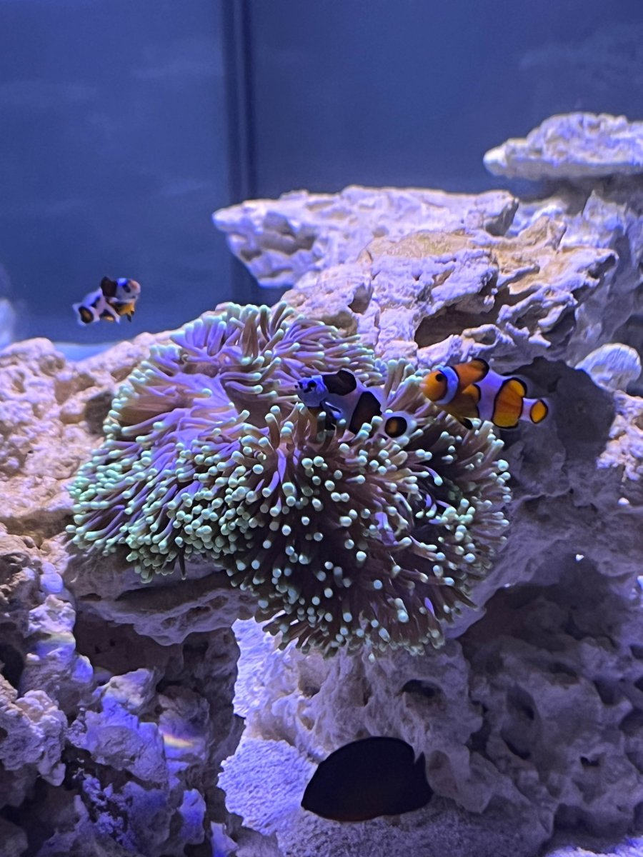 Ritteri Recovery – Big tank you to OrionN | Reef2Reef