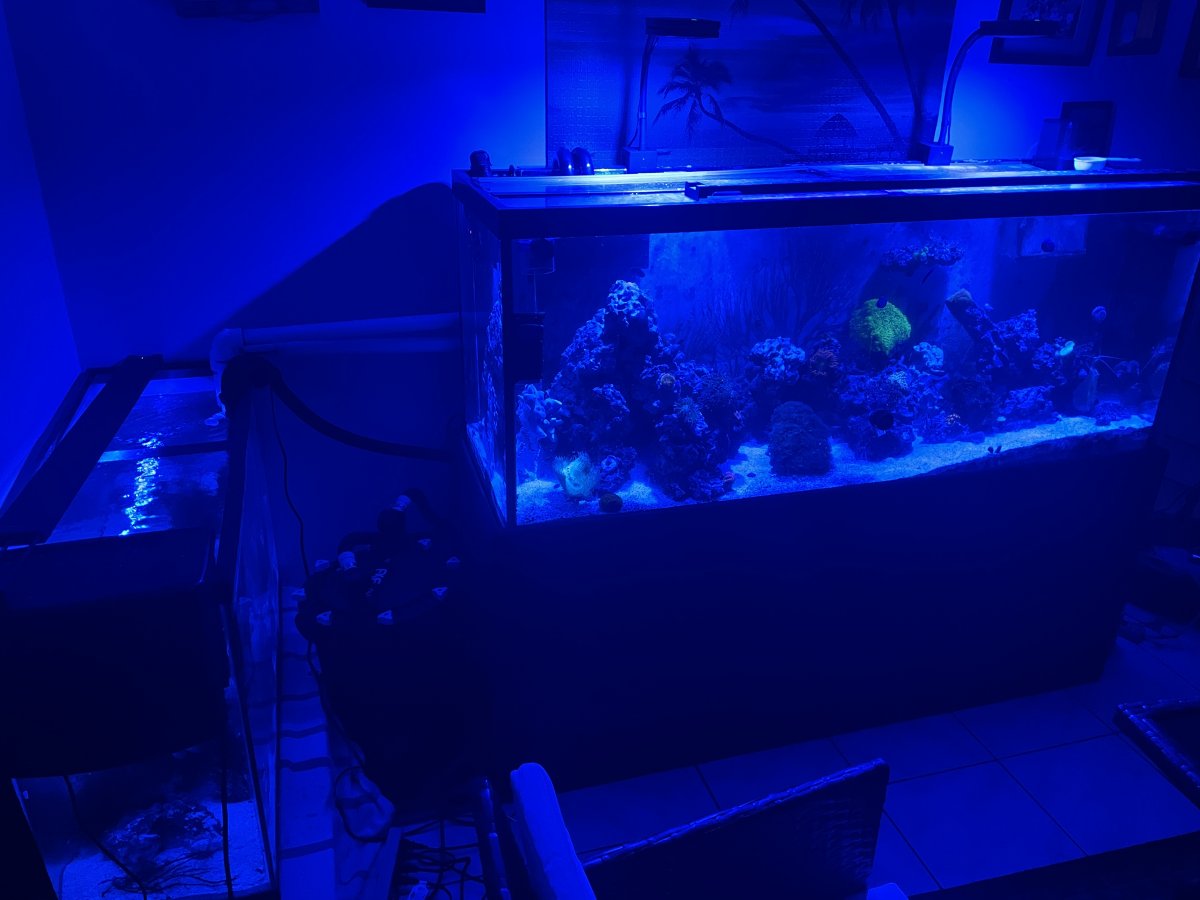 What's your next big upgrade gonna be? | Page 2 | REEF2REEF Saltwater ...