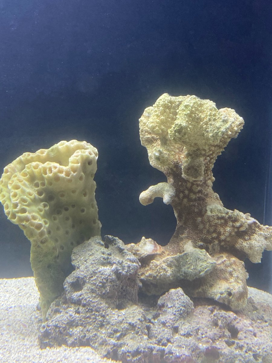 hair on rocks? | Reef2Reef