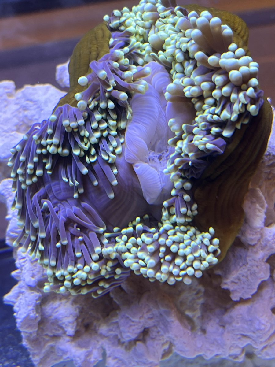 Ritteri Recovery – Big tank you to OrionN | Reef2Reef