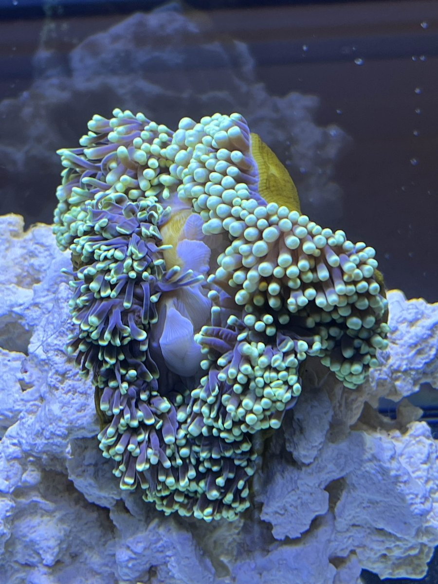 Ritteri Recovery – Big tank you to OrionN | Reef2Reef