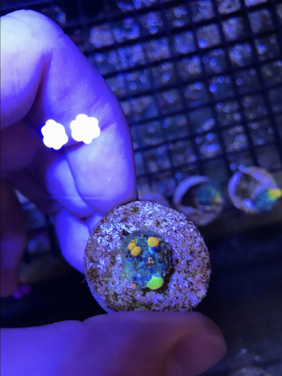 OG Bounce Frags, $3oo and up | Reef2Reef