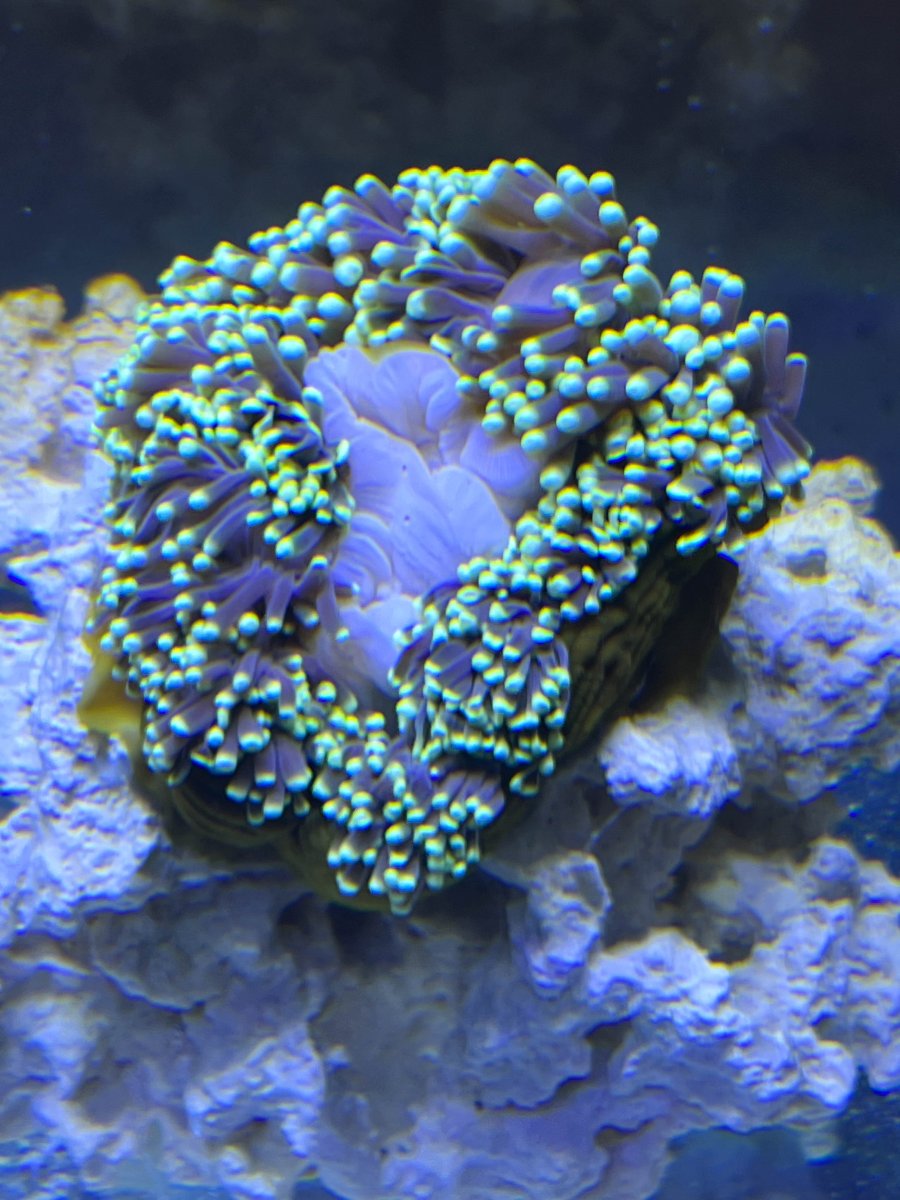 Ritteri Recovery – Big tank you to OrionN | Reef2Reef