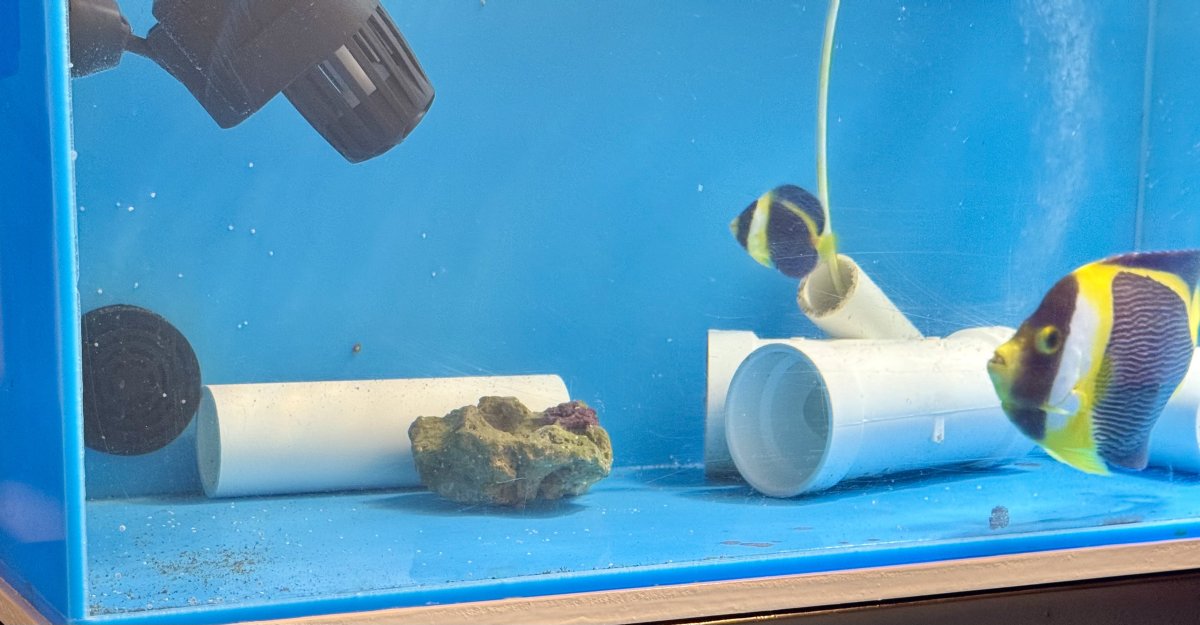 Build Thread - 270 Gallon 