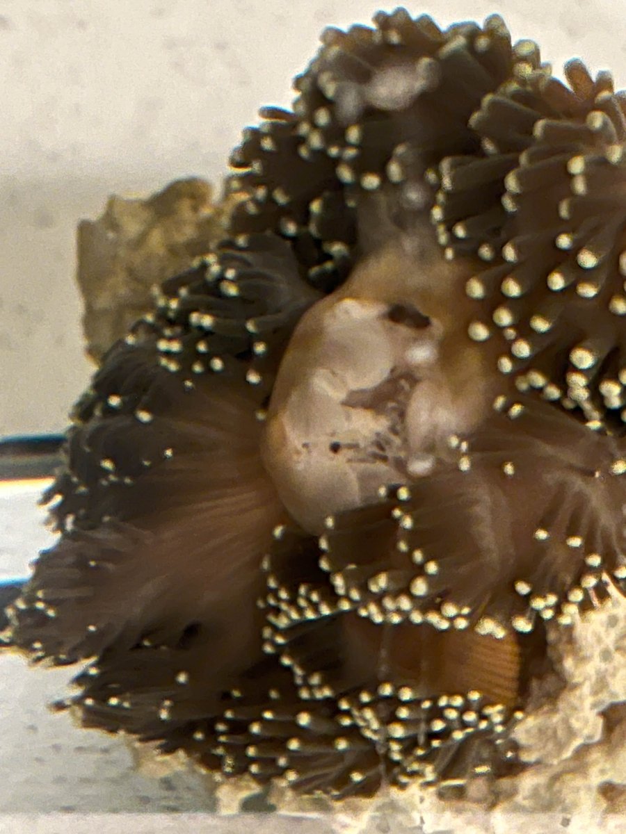 Ritteri Recovery – Big tank you to OrionN | Reef2Reef