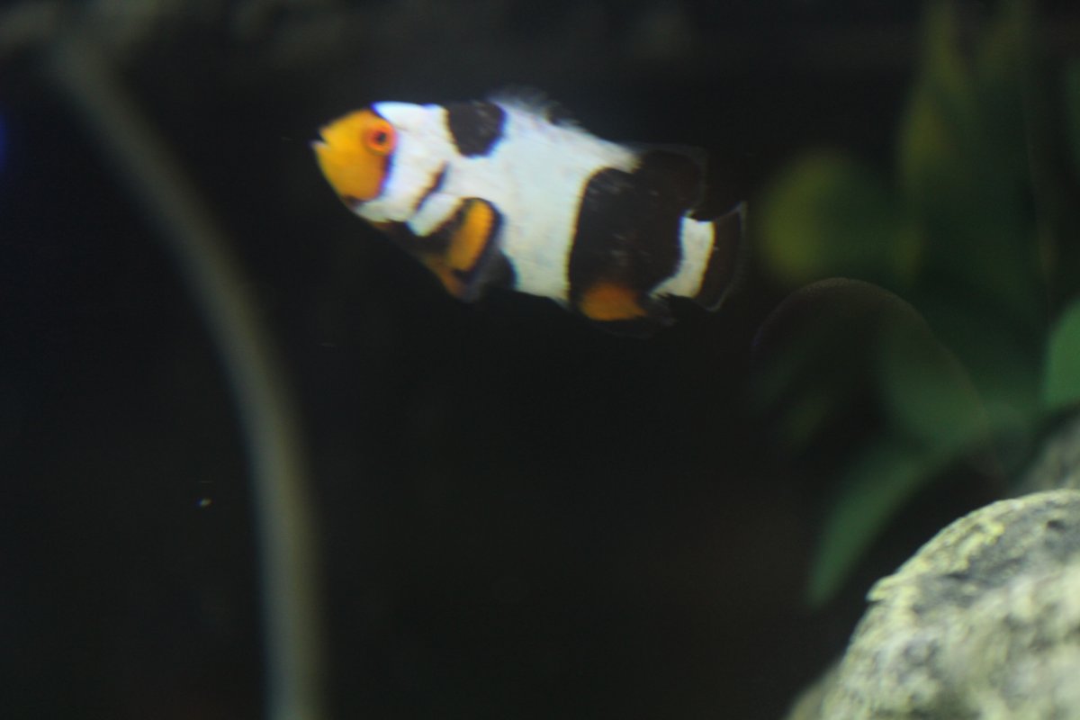 Splotchy clown - what is this? | Reef2Reef