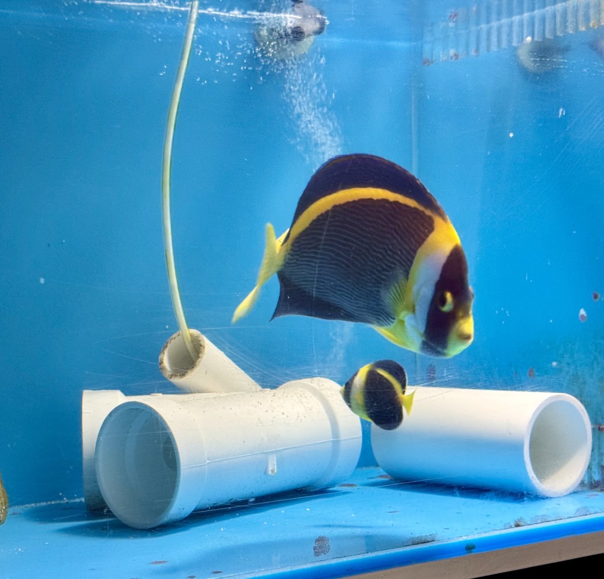 Build Thread - 270 Gallon 