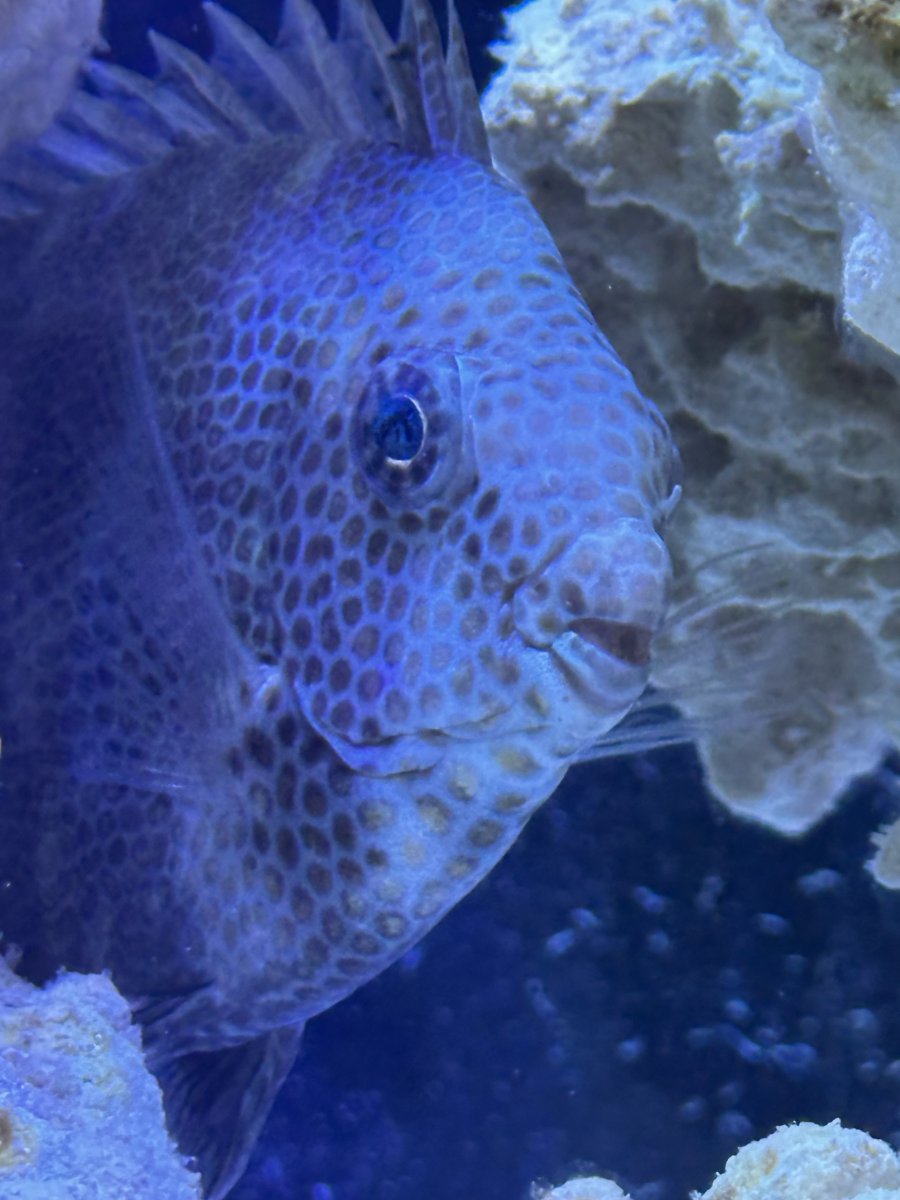Cloudy eyes on new Foxface | Reef2Reef