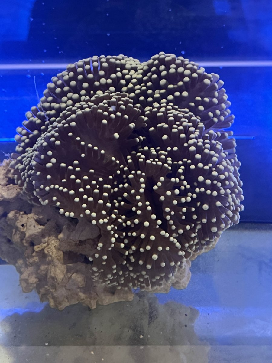 Ritteri Recovery – Big tank you to OrionN | Reef2Reef