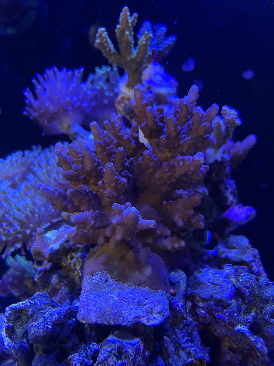 IMG_5103.jpeg