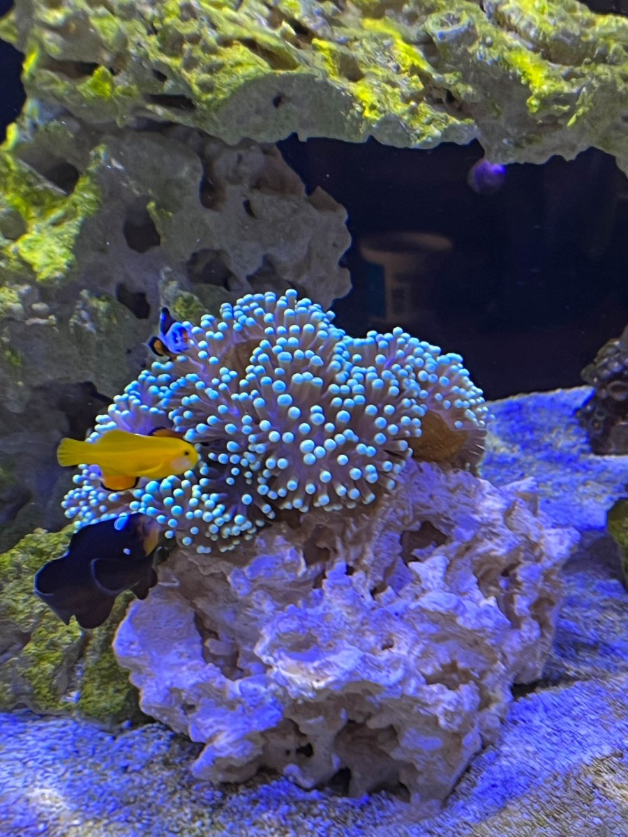 Ritteri Recovery – Big tank you to OrionN | Reef2Reef