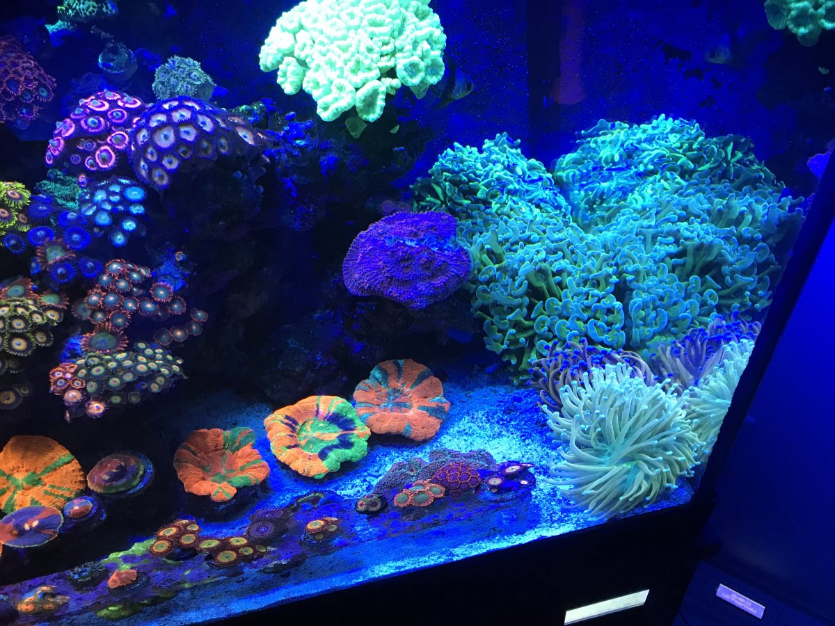 Aussie Holy Grail Gold Torch an more. | Reef2Reef