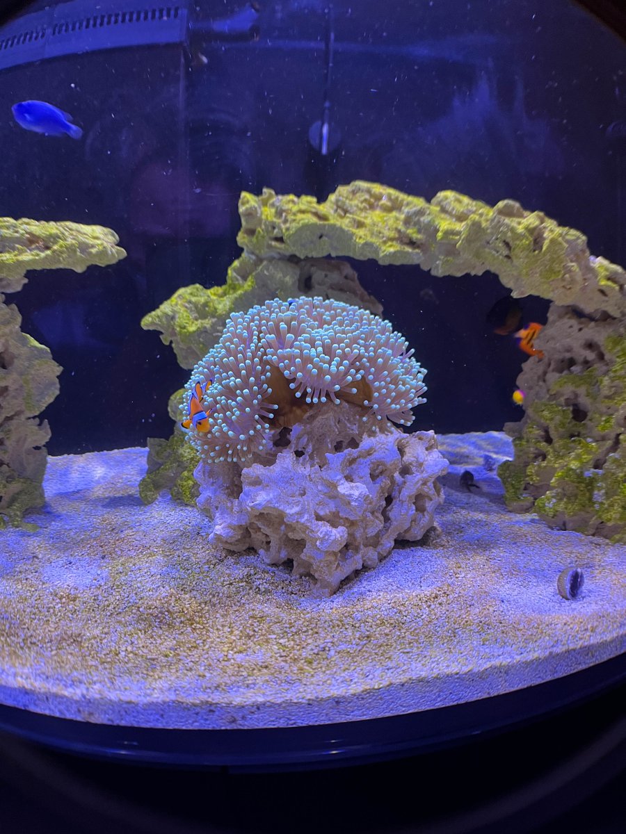 Ritteri Recovery – Big tank you to OrionN | Reef2Reef