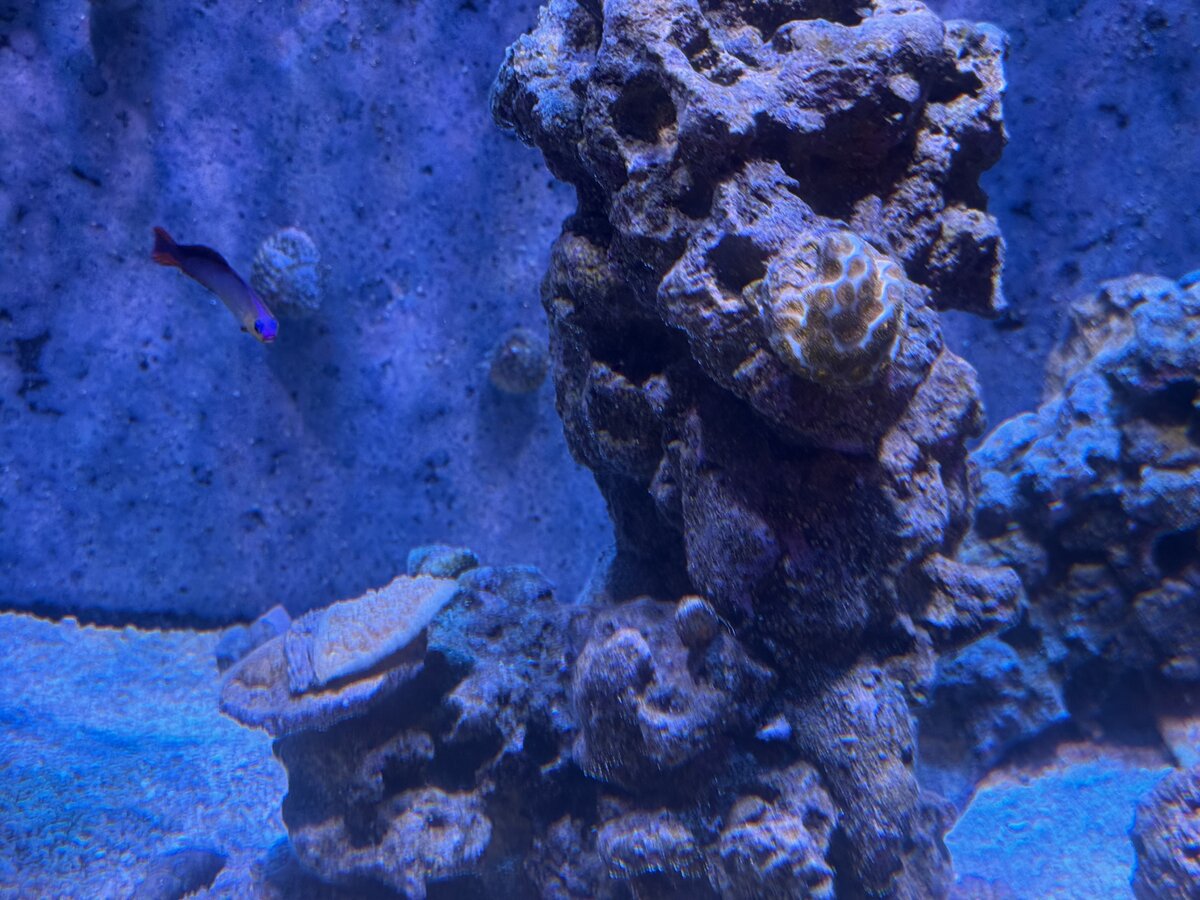 IMG_5137.jpeg
