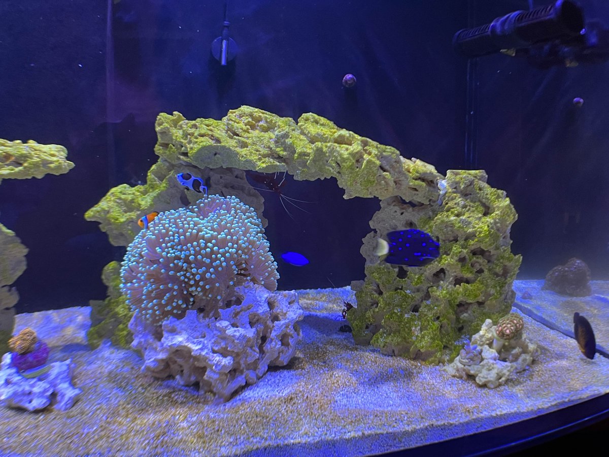 Ritteri Recovery – Big tank you to OrionN | Reef2Reef