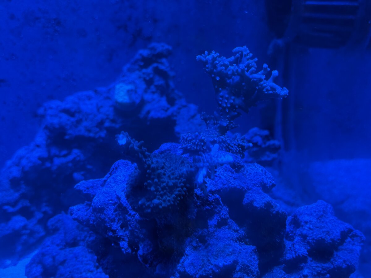 IMG_5156.jpeg