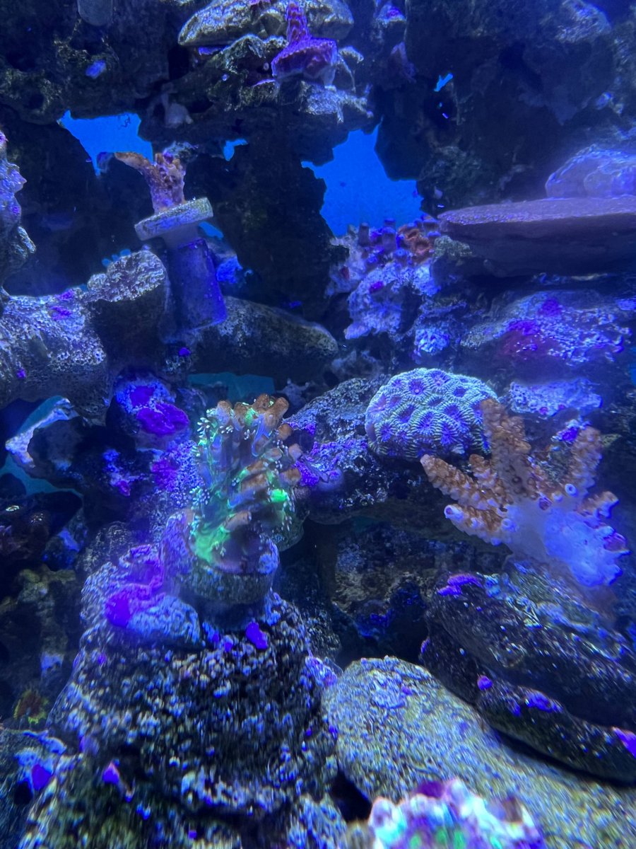 SPS Corals turning white at tips, slight brown-ish colors in some tips ...