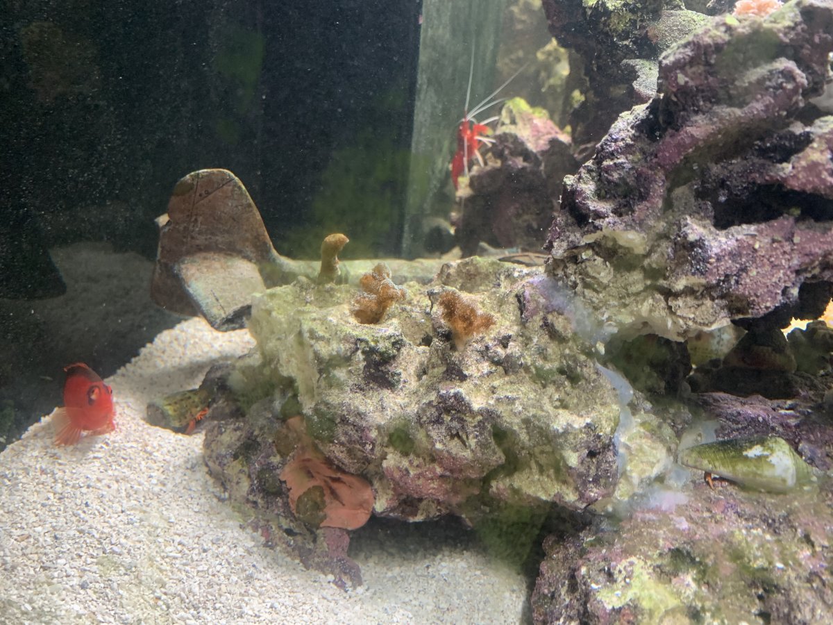 Raise base rock | Reef2Reef