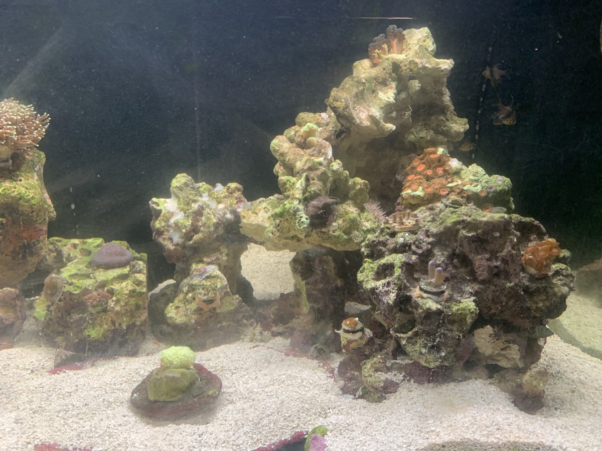 Raise base rock | Reef2Reef