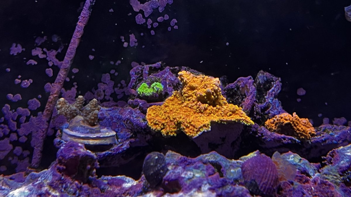 Build Thread - Scratch’s Reboot..The never ending Itch | Page 8 | Reef2Reef