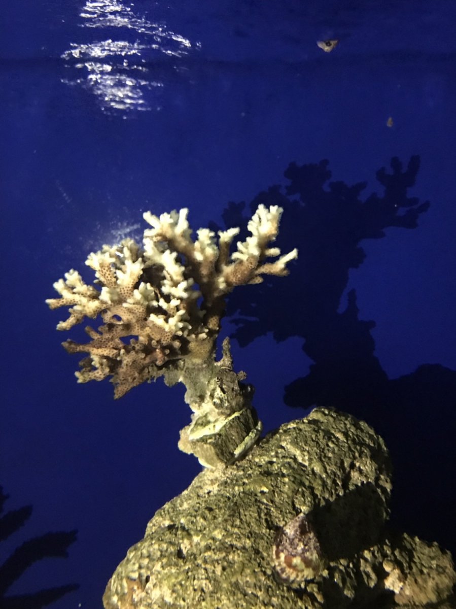 IMG_5178.JPG