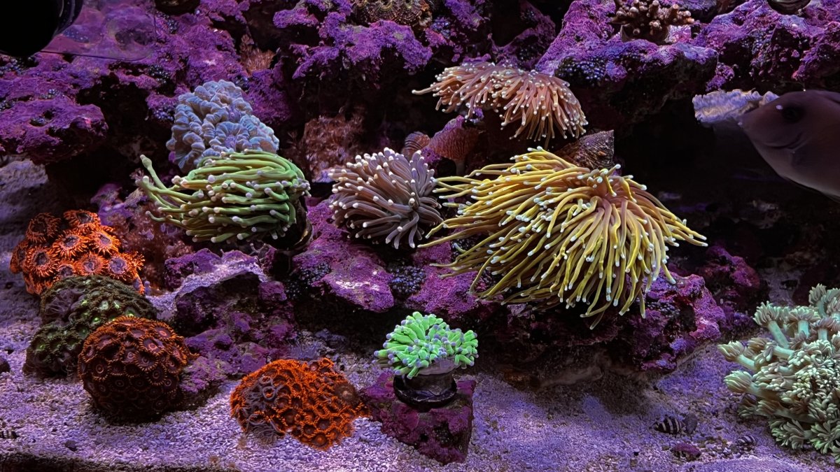 Build Thread - Scratch’s Reboot..The never ending Itch | Page 8 | Reef2Reef
