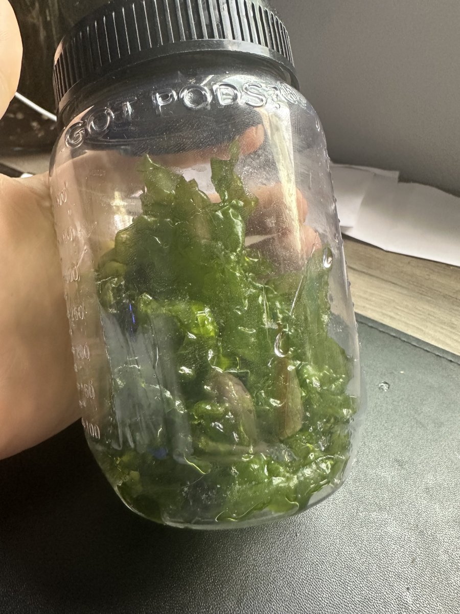 Photo inspiration: Picture Idea: New York Live Goods Sea Lettuce Algae Exporting Nutrients