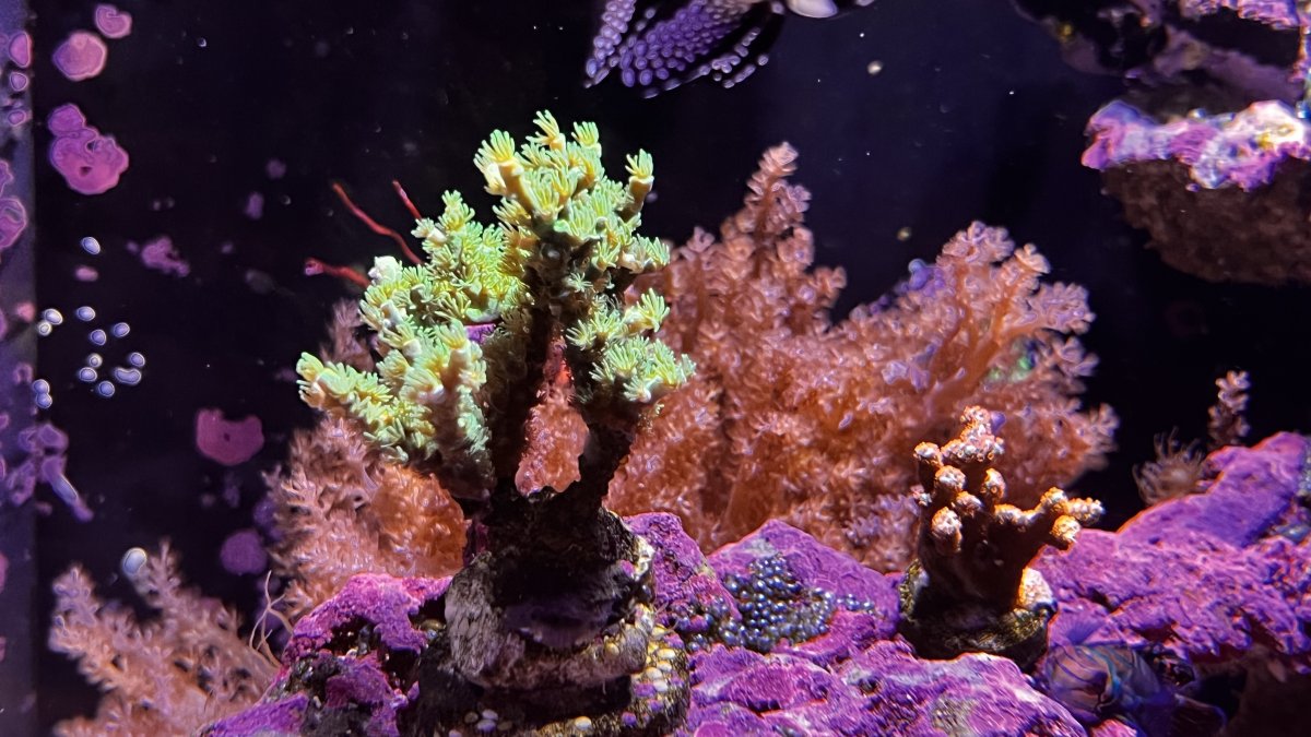 Build Thread - Scratch’s Reboot..The never ending Itch | Page 8 | Reef2Reef