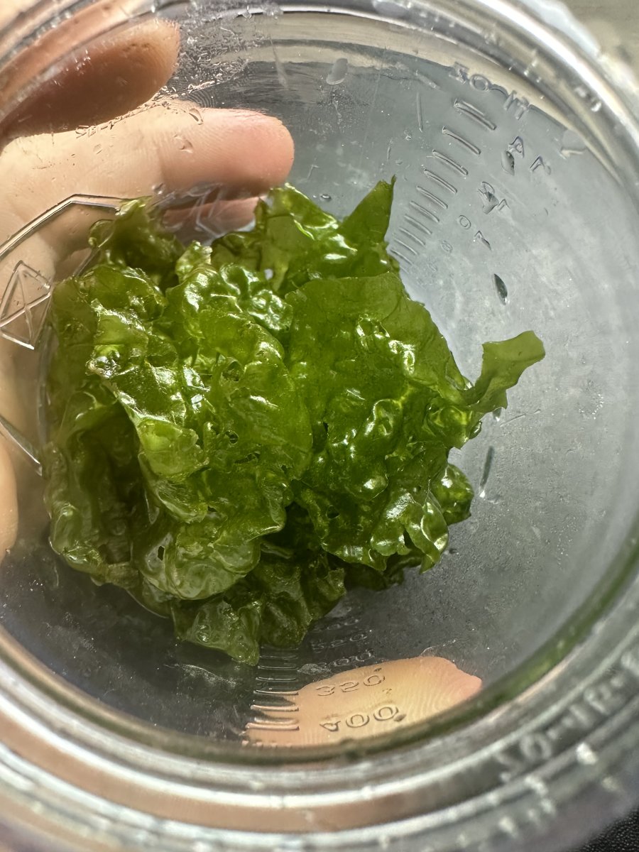 Curated visual reference: Gallery Detail: New York Live Goods Sea Lettuce Algae Exporting Nutrients