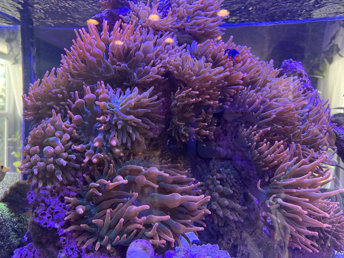 IMG_5222.jpeg
