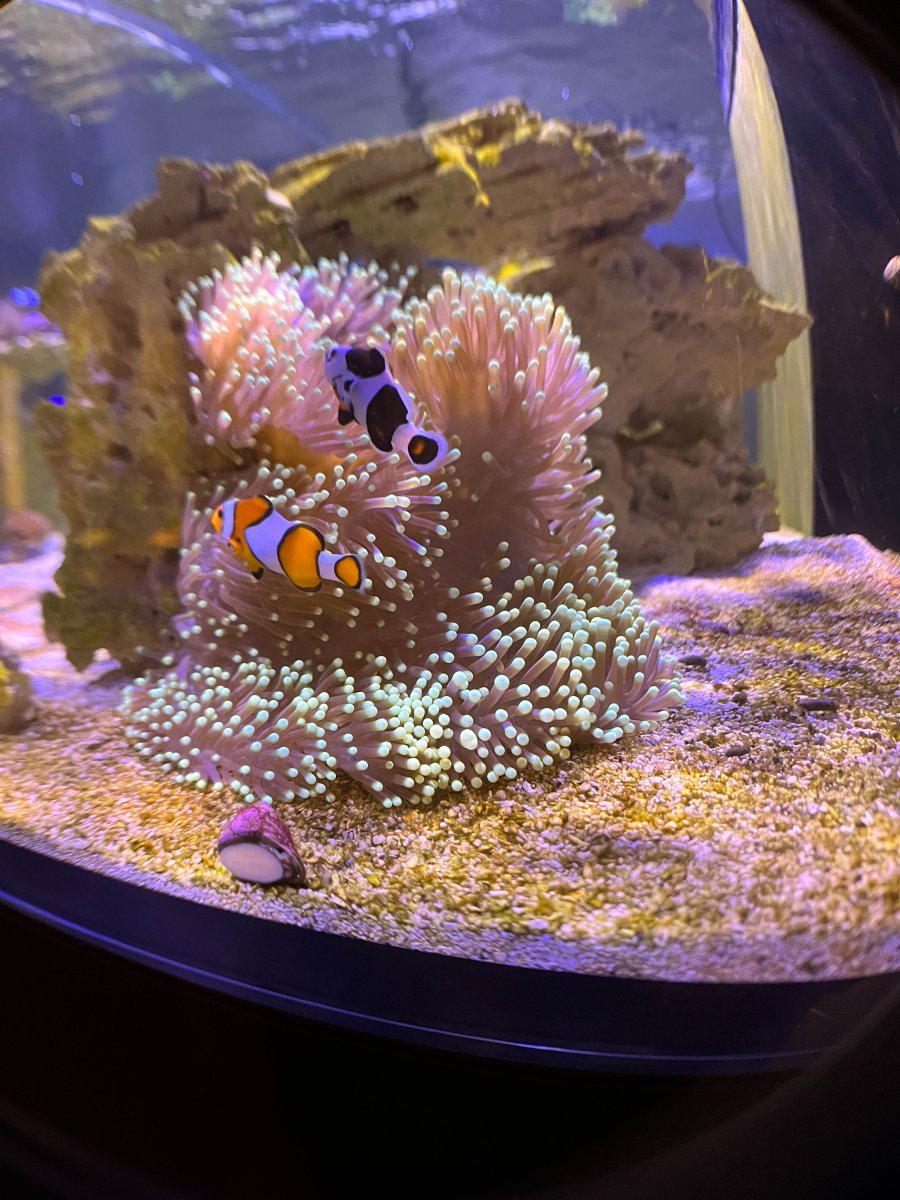 Ritteri Recovery – Big tank you to OrionN | Reef2Reef