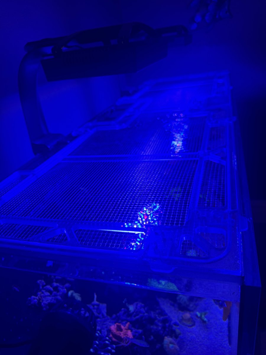 Illinois - Aquariums - Dry Goods - Red Sea reefer 450 - ecotech ...