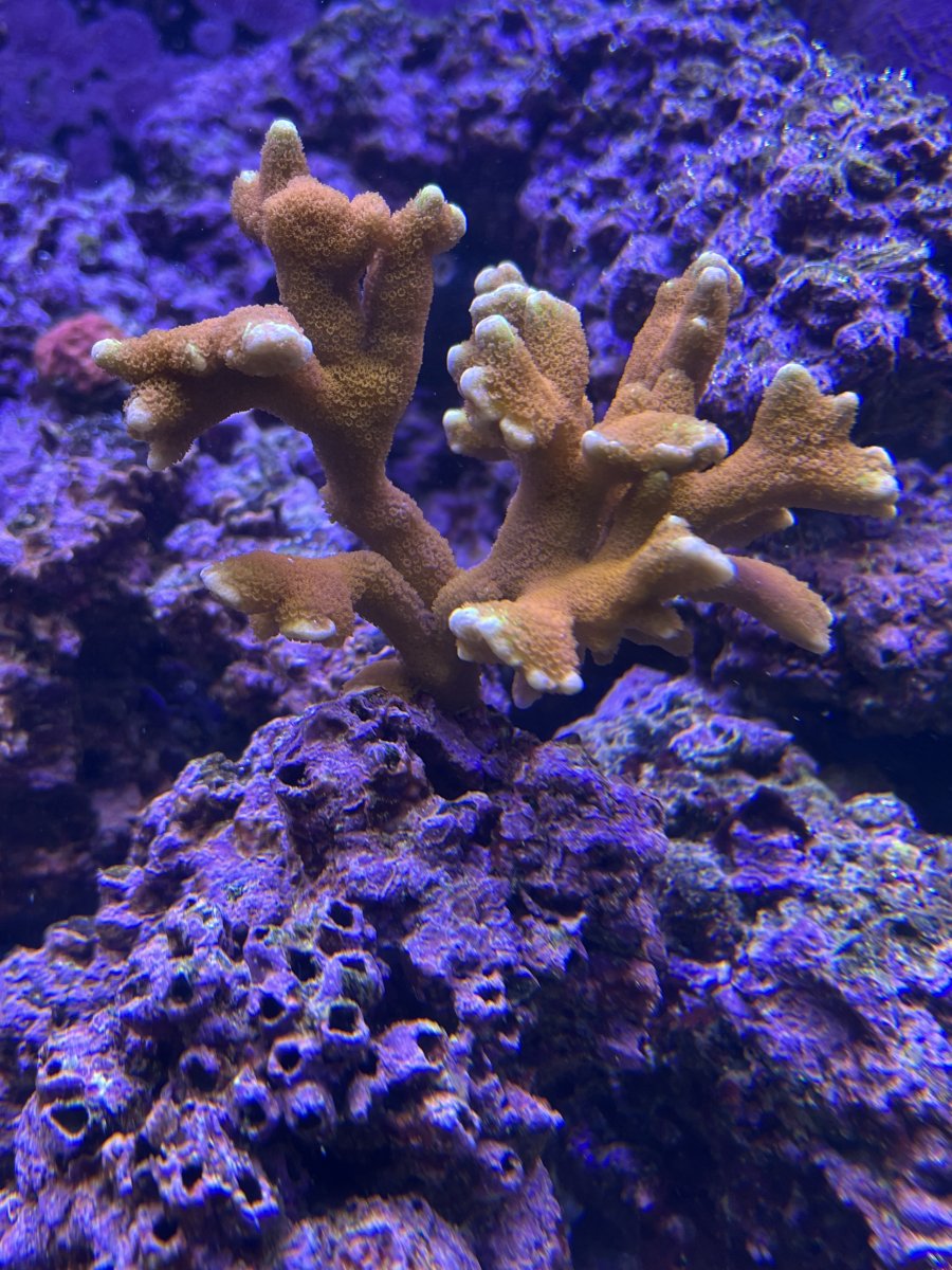 IMG_5230.jpeg