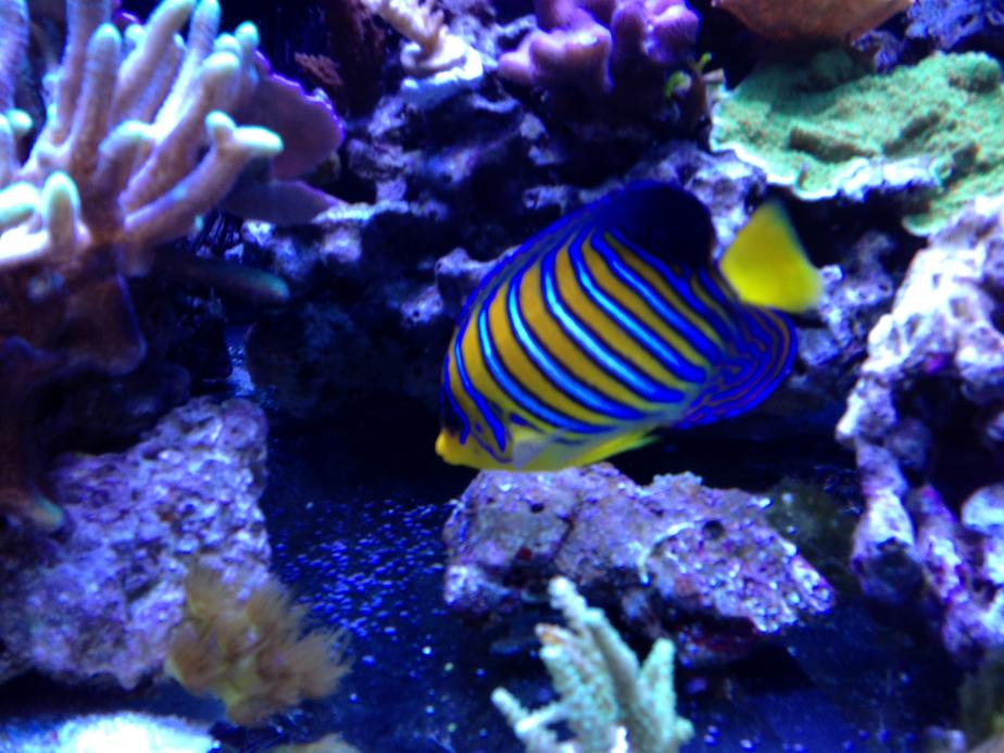 Regal Angelfish & Tomini Tang for Sale | Reef2Reef