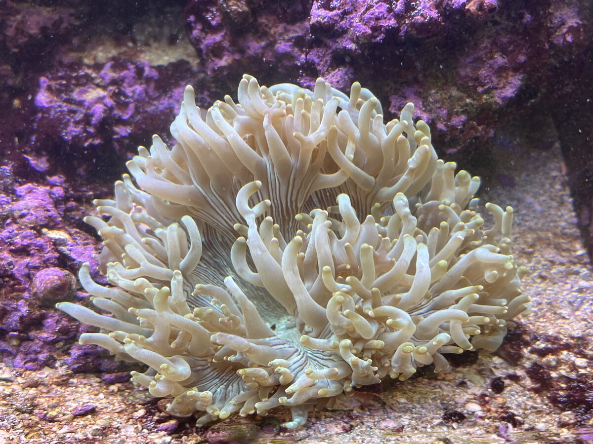 IMG_5244.jpeg