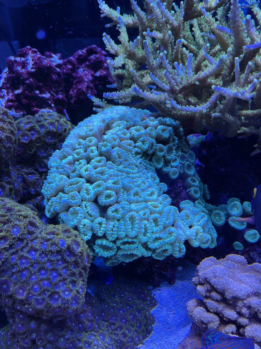 IMG_5250.jpeg