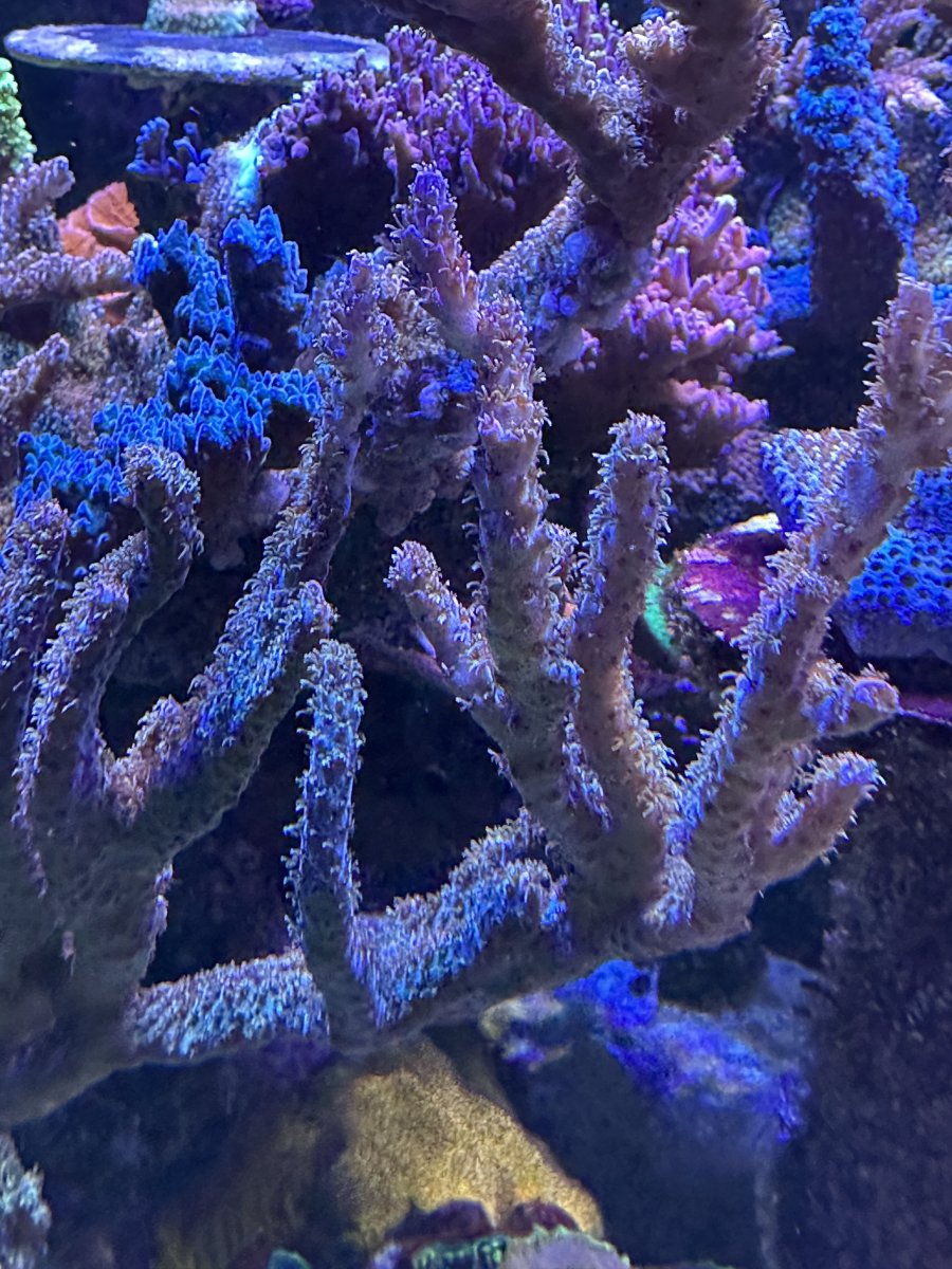 IMG_5258.jpeg
